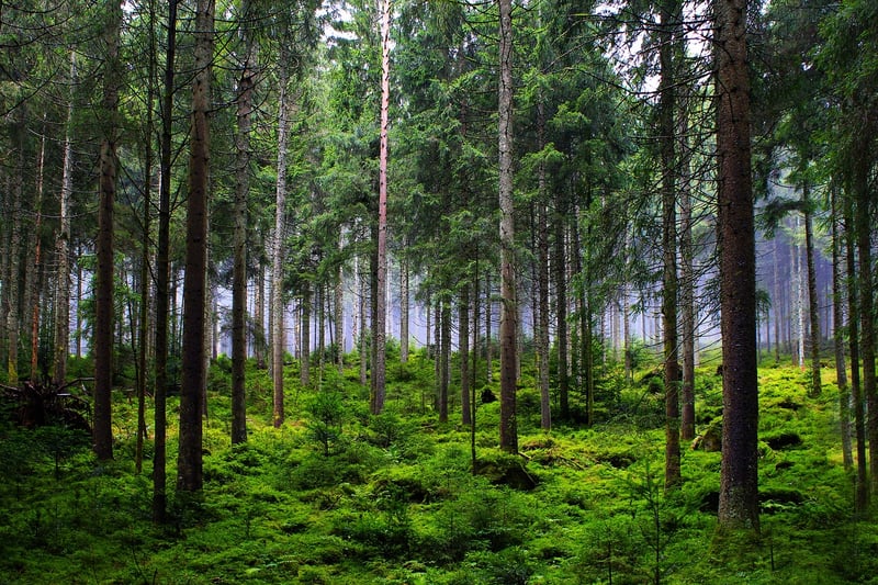 Lost in the Wilderness